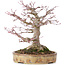 Acer palmatum, 22 cm, ± 35 años, con nebari de 10 cm
