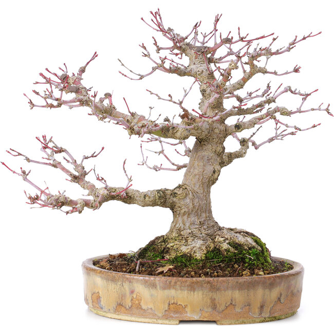 Acer palmatum, 22 cm, ± 35 Jahre alt, mit einem Nebari von 10 cm