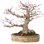 Acer palmatum, 22 cm, ± 35 anni, con un nebari di 10 cm