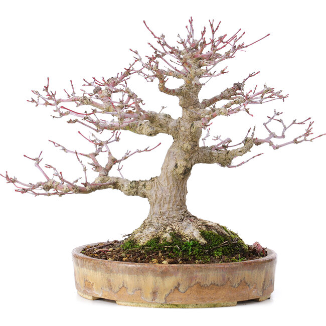 Acer palmatum, 22 cm, ± 35 ans, avec un nebari de 10 cm