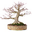 Acer palmatum, 22 cm, ± 35 years old, with a nebari of 10 cm