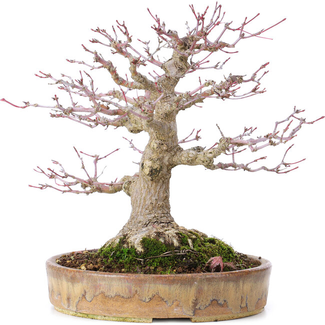 Acer palmatum, 22 cm, ± 35 ans, avec un nebari de 10 cm