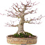 Acer palmatum, 22 cm, ± 35 years old, with a nebari of 10 cm