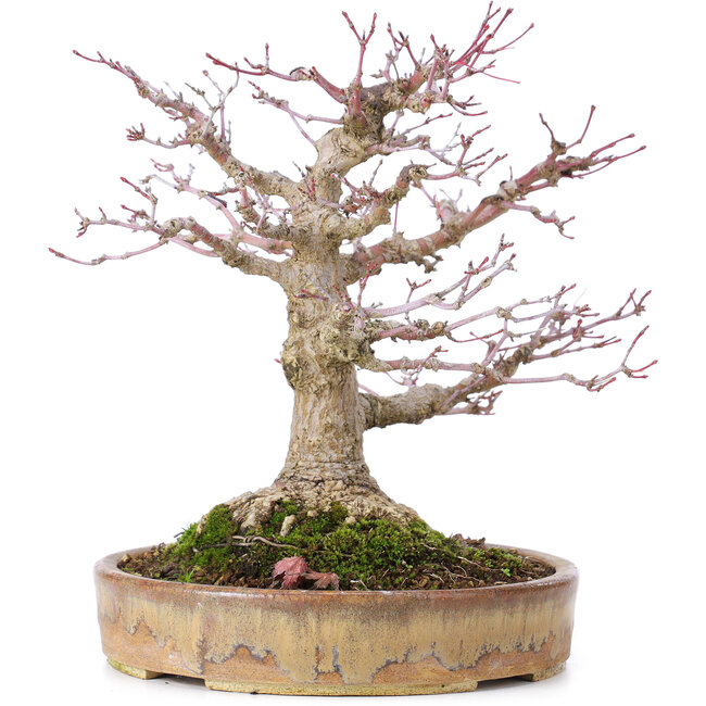 Acer palmatum, 22 cm, ± 35 Jahre alt, mit einem Nebari von 10 cm