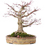 Acer palmatum, 22 cm, ± 35 anni, con un nebari di 10 cm