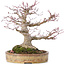 Acer palmatum, 22 cm, ± 35 years old, with a nebari of 10 cm