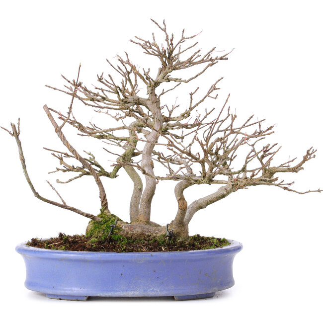 Acer buergerianum, 24 cm, ± 35 jaar oud, in een handgemaakte Japanse pot van Hattori en met een nebari van 11 cm