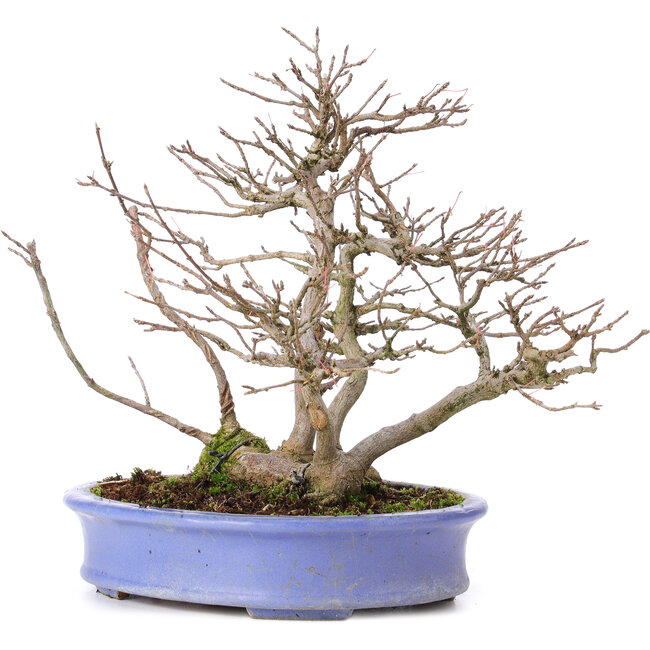 Acer buergerianum, 24 cm, ± 35 Jahre alt, in einem handgefertigten japanischen Topf von Hattori und mit einem Nebari von 11 cm