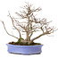 Acer buergerianum, 24 cm, ± 35 years old, in a handmade Japanese pot by Hattori and with a nebari of 11 cm