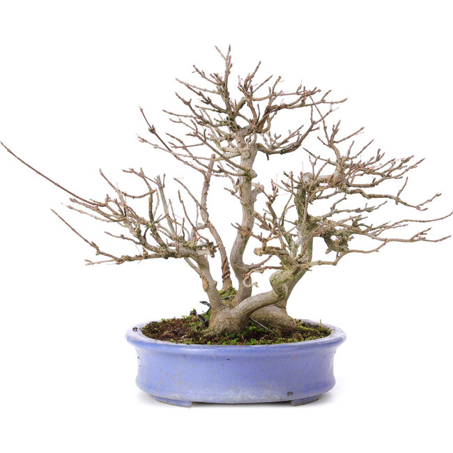 Acer buergerianum, 24 cm, ± 35 anni, in vaso giapponese fatto a mano da Hattori e con un nebari di 11 cm