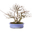 Acer buergerianum, 24 cm, ± 35 anni, in vaso giapponese fatto a mano da Hattori e con un nebari di 11 cm