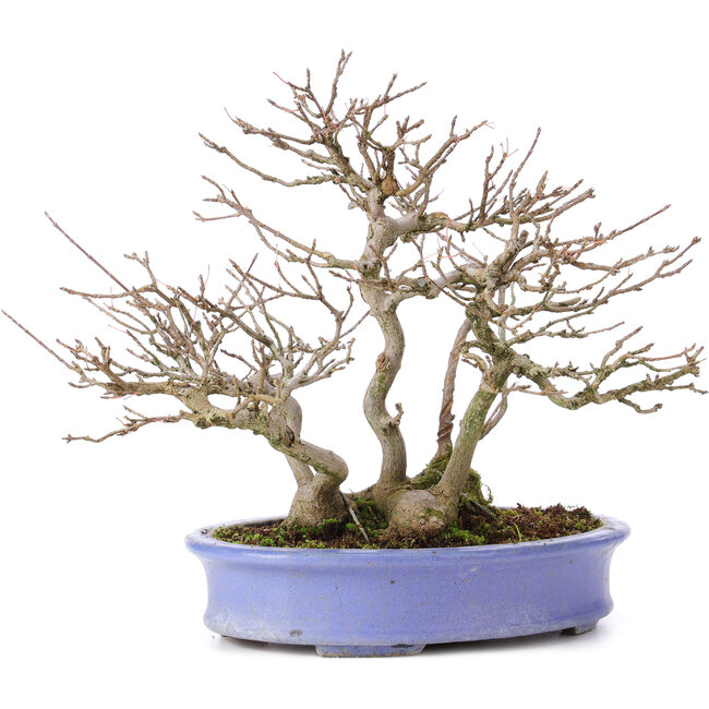 Acer buergerianum, 24 cm, ± 35 jaar oud, in een handgemaakte Japanse pot van Hattori en met een nebari van 11 cm