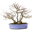 Acer buergerianum, 24 cm, ± 35 ans, dans un pot japonais fait main par Hattori et avec un nebari de 11 cm