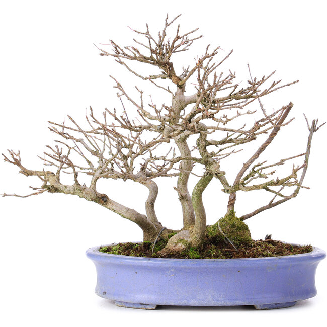 Acer buergerianum, 24 cm, ± 35 years old, in a handmade Japanese pot by Hattori and with a nebari of 11 cm