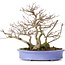 Acer buergerianum, 24 cm, ± 35 years old, in a handmade Japanese pot by Hattori and with a nebari of 11 cm