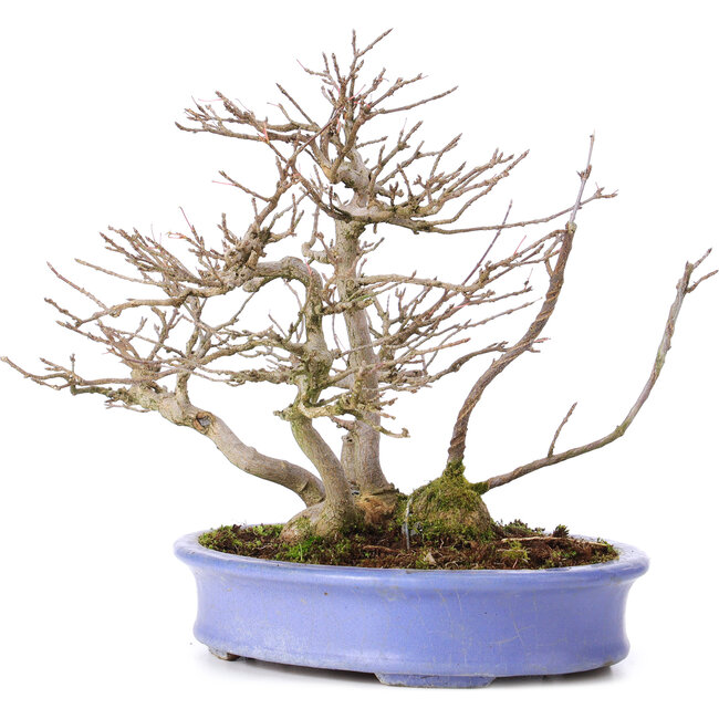 Acer buergerianum, 24 cm, ± 35 years old, in a handmade Japanese pot by Hattori and with a nebari of 11 cm