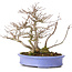 Acer buergerianum, 24 cm, ± 35 anni, in vaso giapponese fatto a mano da Hattori e con un nebari di 11 cm