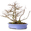 Acer buergerianum, 24 cm, ± 35 years old, in a handmade Japanese pot by Hattori and with a nebari of 11 cm