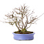 Acer buergerianum, 24 cm, ± 35 Jahre alt, in einem handgefertigten japanischen Topf von Hattori und mit einem Nebari von 11 cm