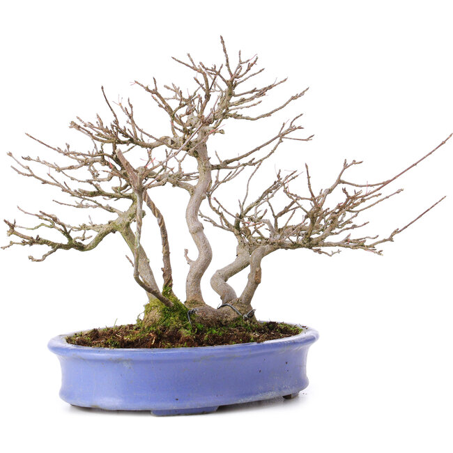 Acer buergerianum, 24 cm, ± 35 years old, in a handmade Japanese pot by Hattori and with a nebari of 11 cm