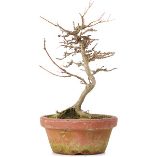 Acer buergerianum, 18 cm, ± 8 jaar oud