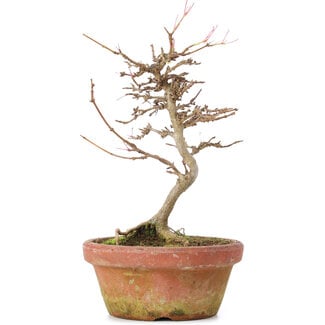 Acer buergerianum, 18 cm, ± 8 years old