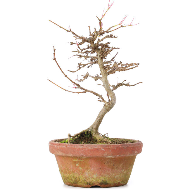 Acer buergerianum, 18 cm, ± 8 anni