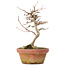 Acer buergerianum, 18 cm, ± 8 años