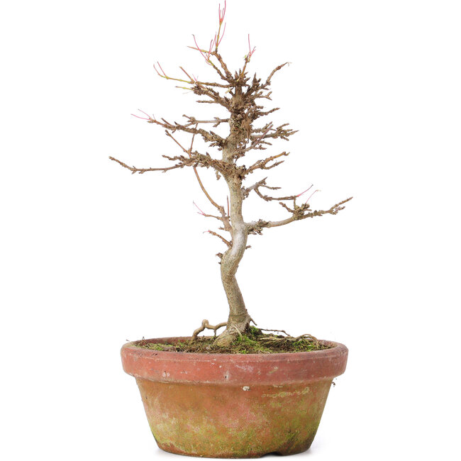 Acer buergerianum, 18 cm, ± 8 Jahre alt