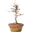 Acer buergerianum, 18 cm, ± 8 años