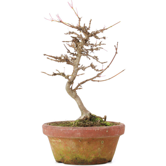 Acer buergerianum, 18 cm, ± 8 years old