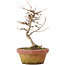 Acer buergerianum, 18 cm, ± 8 años