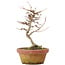 Acer buergerianum, 18 cm, ± 8 years old