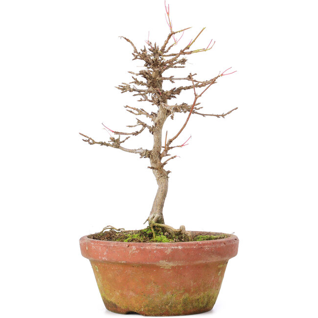 Acer buergerianum, 18 cm, ± 8 years old