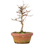 Acer buergerianum, 18 cm, ± 8 años