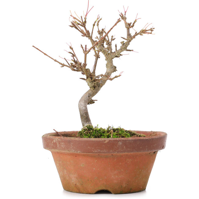 Acer buergerianum, 13 cm, ± 8 ans