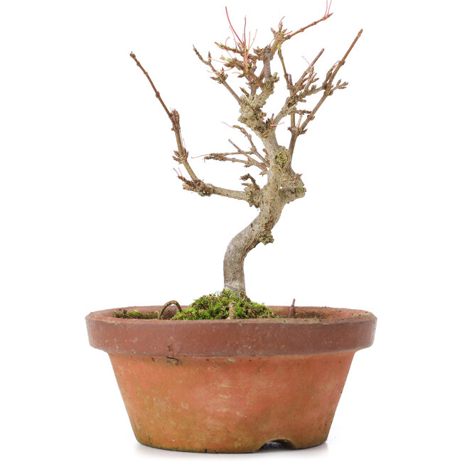 Acer buergerianum, 13 cm, ± 8 years old