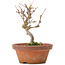 Acer buergerianum, 13 cm, ± 8 years old