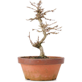 Acer buergerianum, 16 cm, ± 8 jaar oud