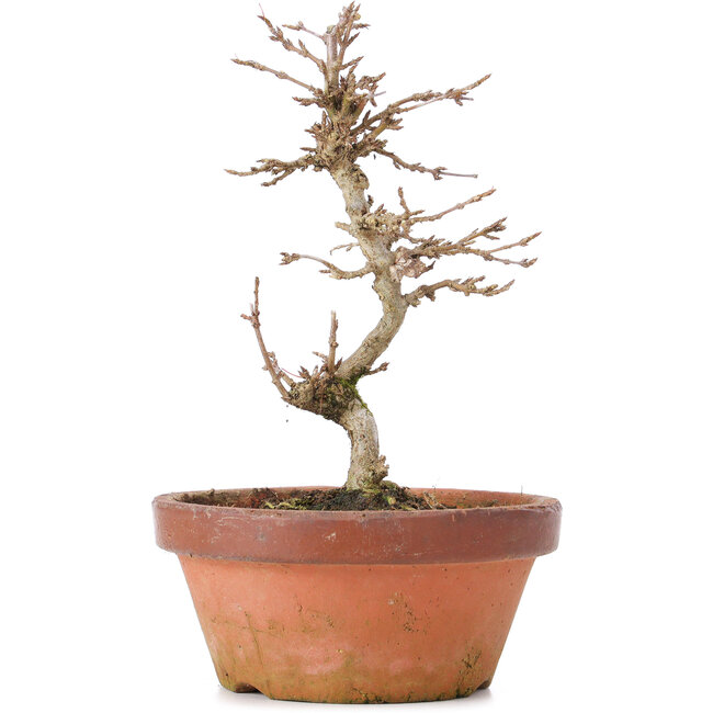 Acer buergerianum, 16 cm, ± 8 Jahre alt