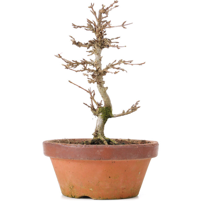 Acer buergerianum, 16 cm, ± 8 Jahre alt