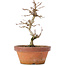 Acer buergerianum, 16 cm, ± 8 Jahre alt