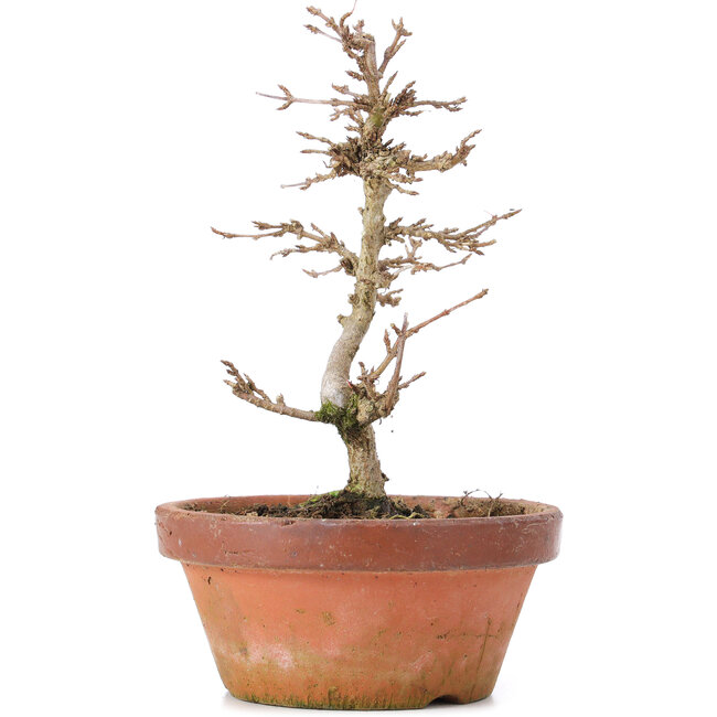 Acer buergerianum, 16 cm, ± 8 ans