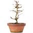 Acer buergerianum, 16 cm, ± 8 ans