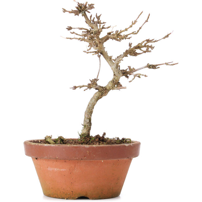 Acer buergerianum, 15 cm, ± 8 jaar oud