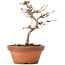 Acer buergerianum, 15 cm, ± 8 years old