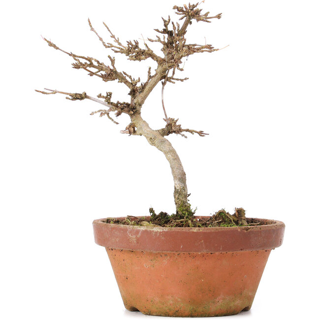 Acer buergerianum, 15 cm, ± 8 Jahre alt