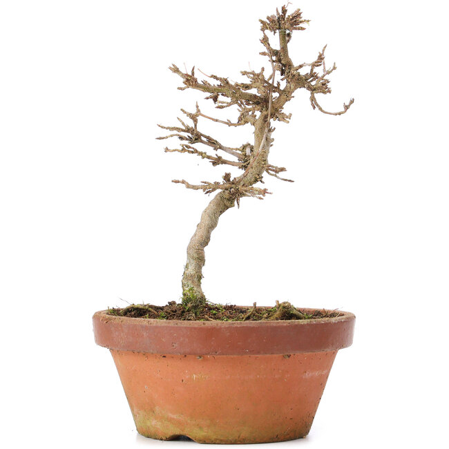 Acer buergerianum, 15 cm, ± 8 jaar oud