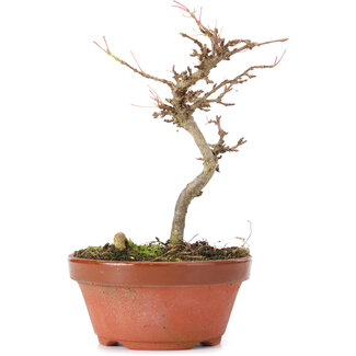 Acer buergerianum, 13 cm, ± 8 anni