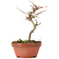 Acer buergerianum, 13 cm, ± 8 jaar oud